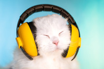 Portrait of fluffy cat in headphones on blue background. Music, earphones, cool animal concept. Studio photo. White pussycat. High quality photo