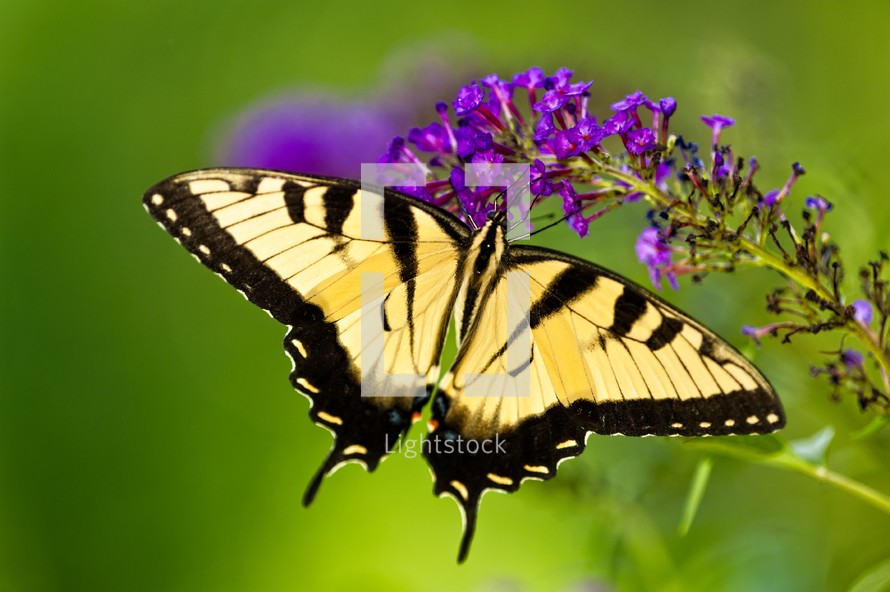 Swallowtail butterfly on purple flowers 