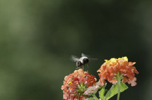 bee hovering over a lantana flower 