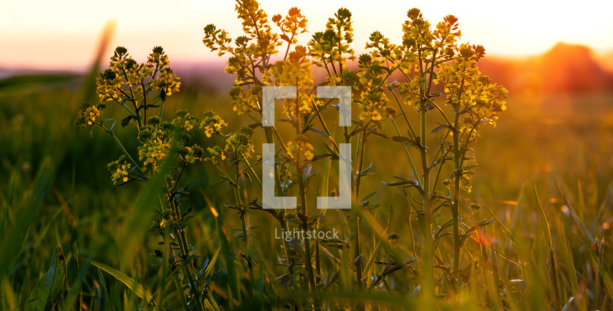 plants in a field at sunset 