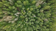 Bird Aerial view of green spring primeval forest in nature wood
