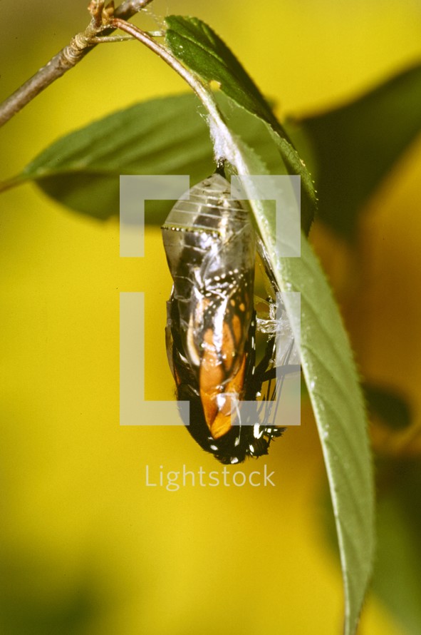 monarch butterfly emerging from the chrysalis 