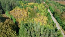 Grove with autumn colors. Aerial view