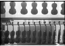 Rows of violins hanging in a shop.