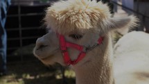 Close up of an alpaca in a corral