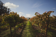 A vineyard in California