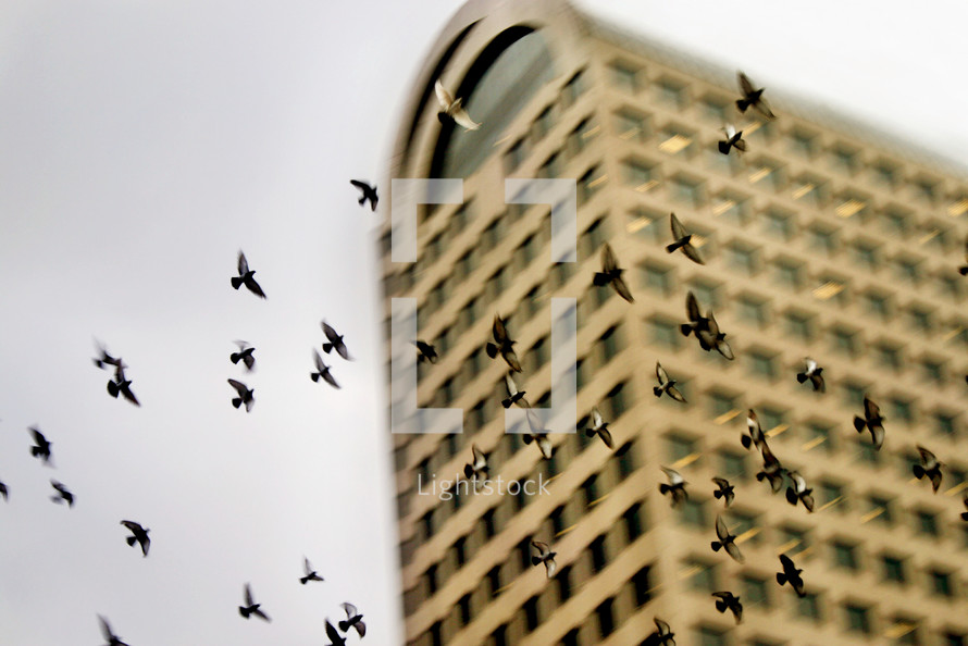 flock of birds flying in front of a building