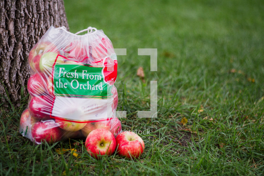 apples in a bag under a tree 