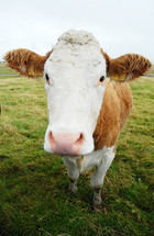 Close-up of a cow in a pasture