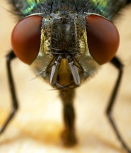 Close up of housefly.