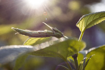 sunlight shinning on a new leaf