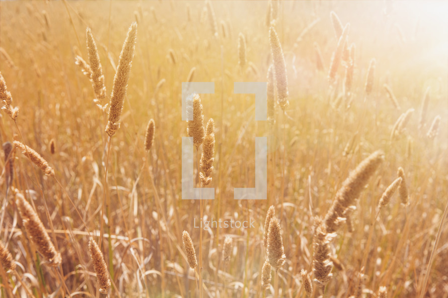 a golden wheat field 
