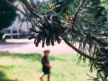 pine cone on a pine tree and a toddler boy