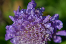 purple flower with morning dew 