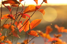 orange fall leaves