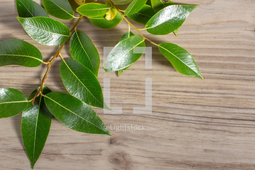 willow branches and leaves on a wood background 