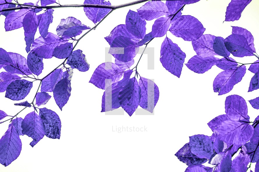 purple tree leaves in autumn season