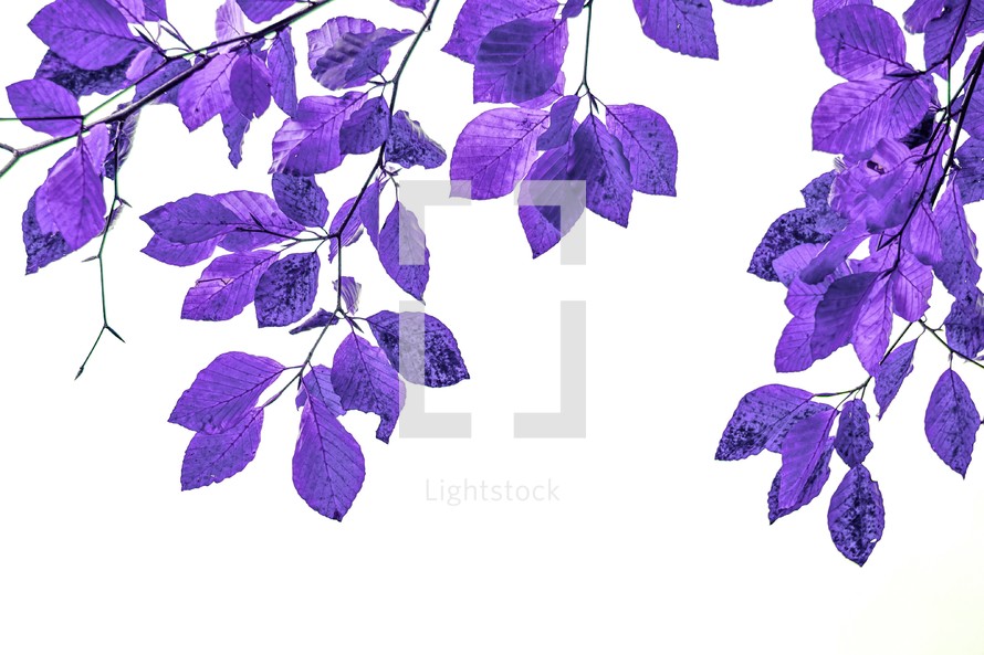 purple tree leaves in autumn season