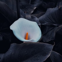 beautiful calla lily in the garden in springtime