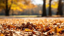 Autumn background with walnuts on the ground in the park.