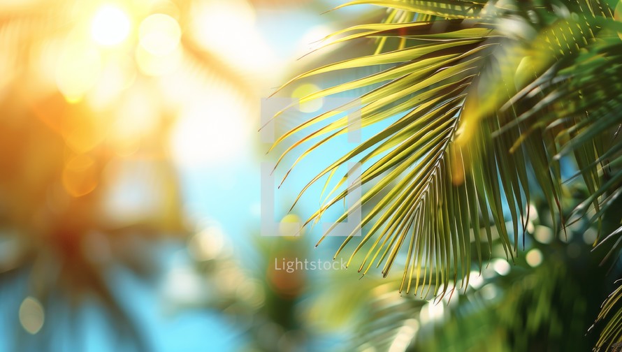 Coconut palm tree leaves on blurred background with bokeh