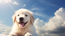 Golden Retriever puppy on the background of blue sky with clouds
