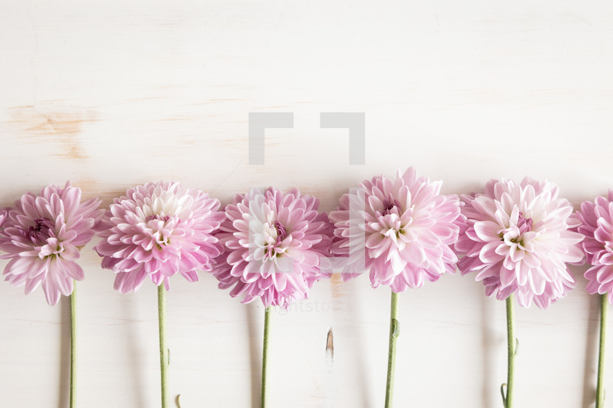 Row of purple flowers on a white background