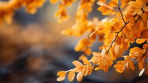 Autumn background with orange leaves