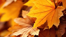 Autumn maple leaves as a background. Close-up image.