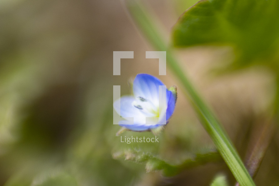 small blue flower 