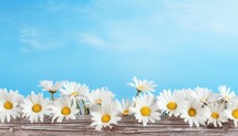White daisies on blue sky background with copy space for text