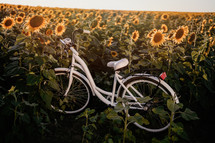 Amazing retro styled white bicycle in blooming sunflowers field at sunset background. Atmospheric scene, vintage photo