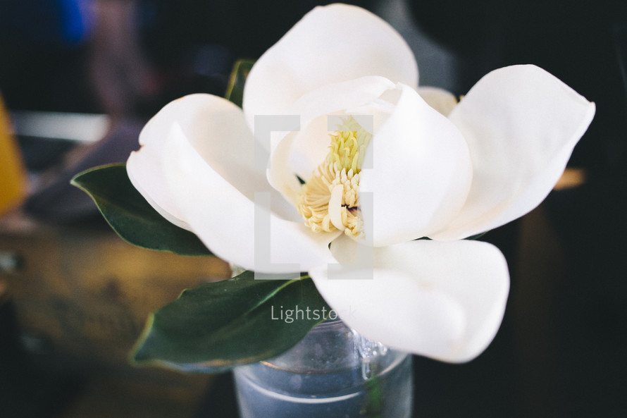 white magnolia flower in a glass of water 