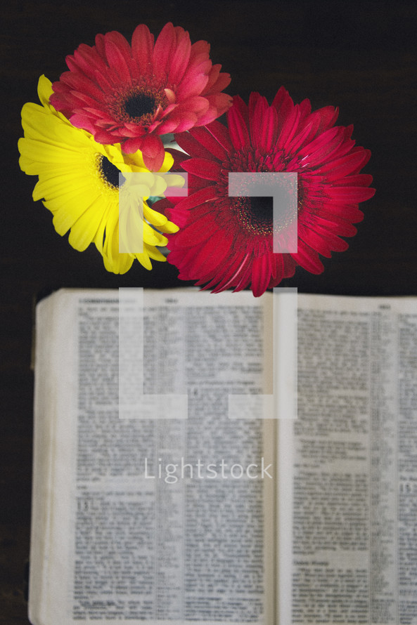 gerber daisies and open Bible 