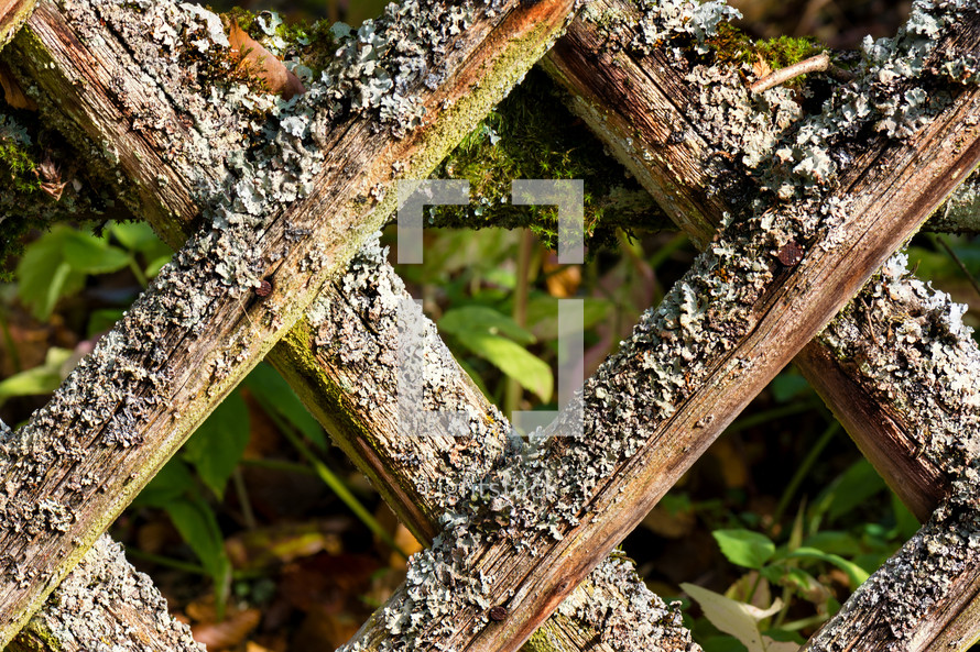 lichen and moss on lattice 