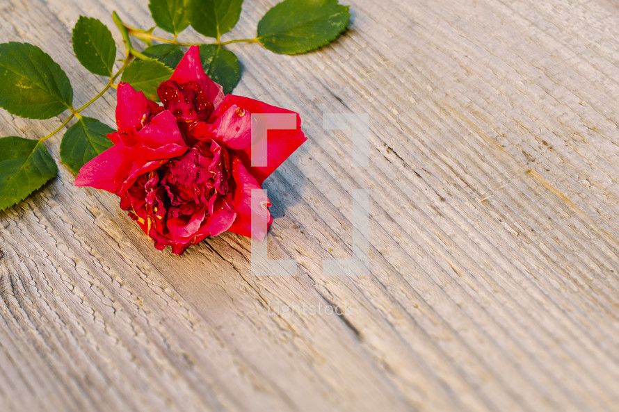 red rose on wood 