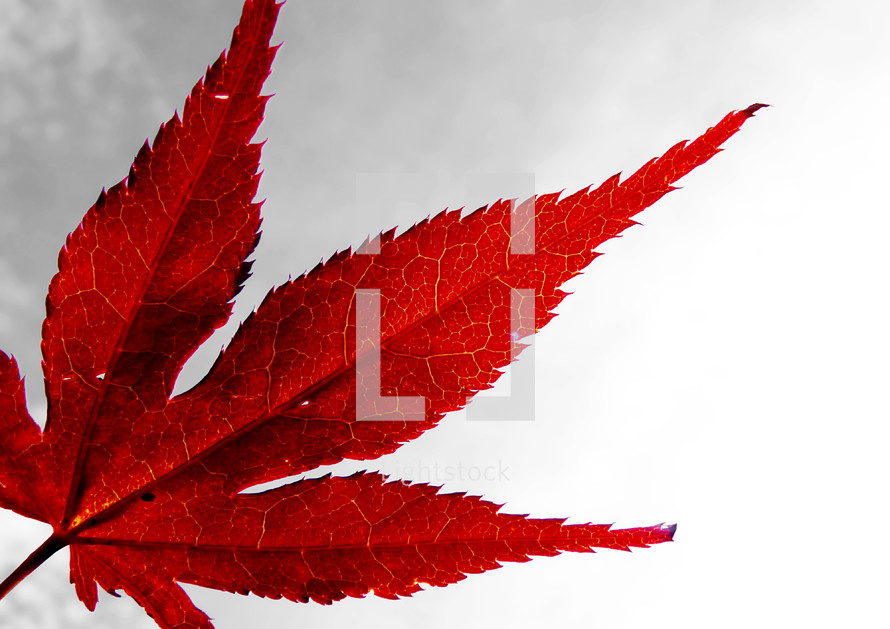 red maple leaf 