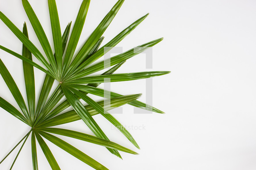 palm leaves on a white background 