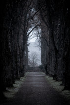 gloomy tree lined path 