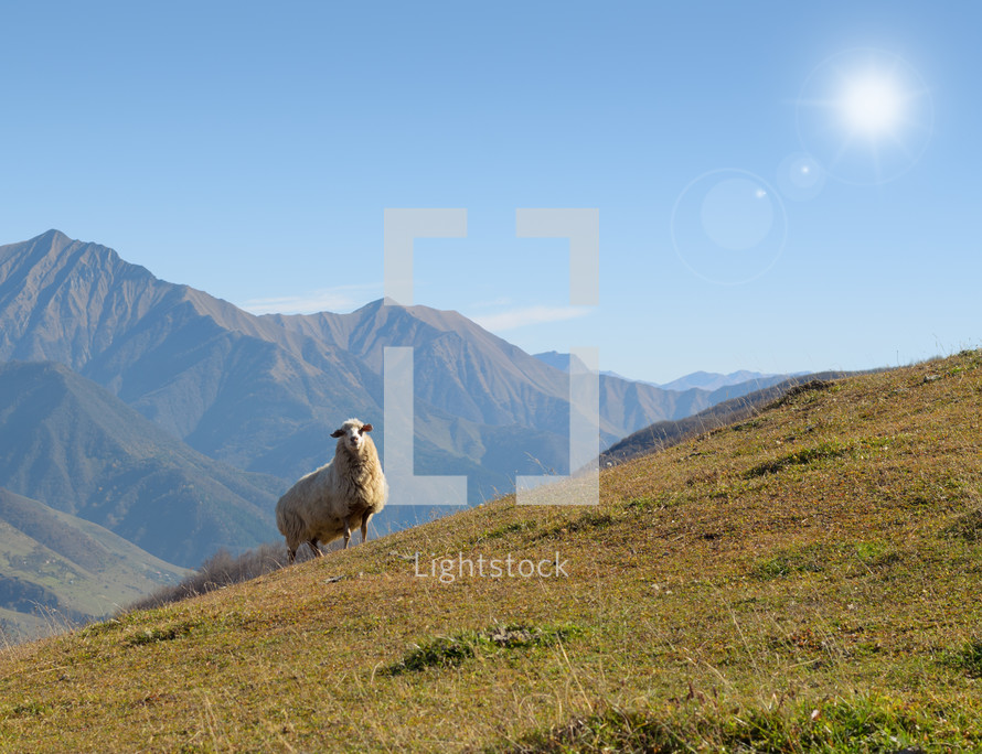 sheep standing in the valley against the background of the high mountains of the Caucasus