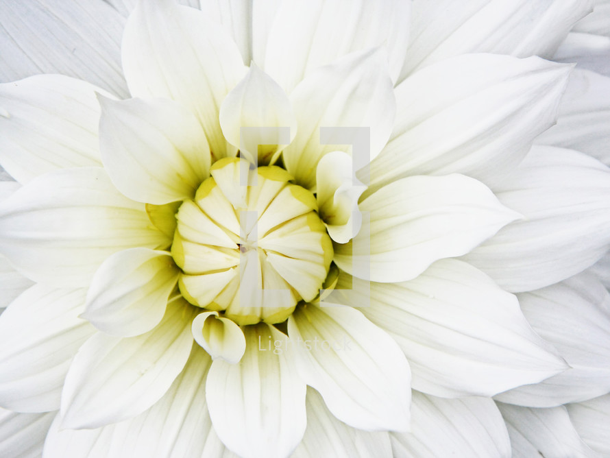 center of a white flower 