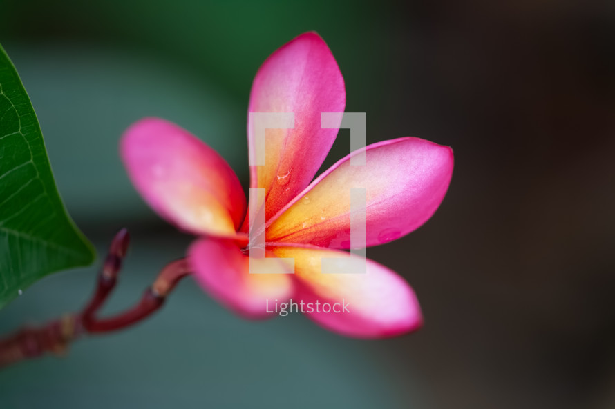pink tropical flower 
