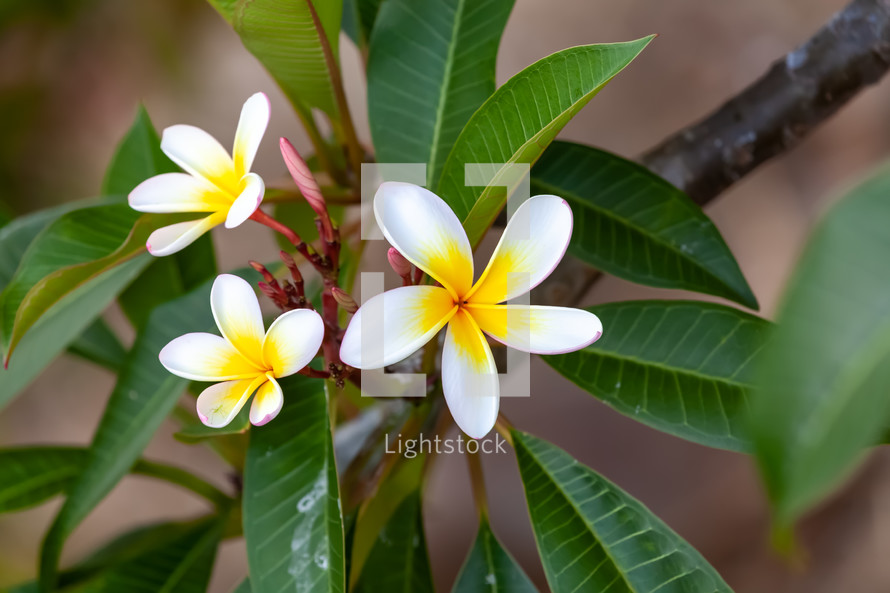 white tropical flower 