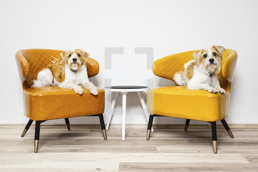 two dogs sitting in armchairs 
