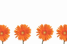 Orange Gerber daisies.