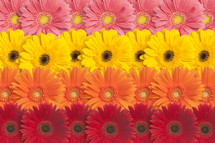 Rows of colorful Gerber daisies.