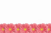 Row of pink Gerber daisies.