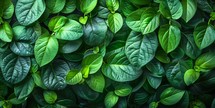 Green leaves background. Top view of fresh green leaves texture. Nature background.