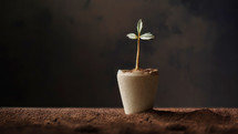 Young seedling cross shaped in a clay pot on a brown background, selective focus. Copy space