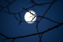 moon through branches 